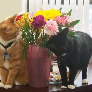 Meet your Posher, Elisa